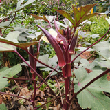 Lady Finger Red (Bhindi) Seeds - OG