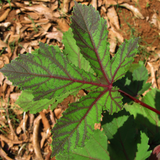 Lady Finger Red (Bhindi) Seeds - OG