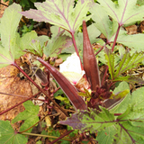 Lady Finger Red (Bhindi) Seeds - OG
