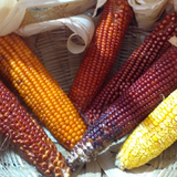 Corn Red Seeds - OG