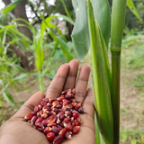 Corn Red Seeds - OG