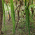 Snake Gourd Green Long Seeds - OG