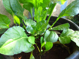 Palak / Spinach Seeds - The Seed Store - 3