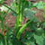 Lady Finger Green (Bhindi) Seeds - OG