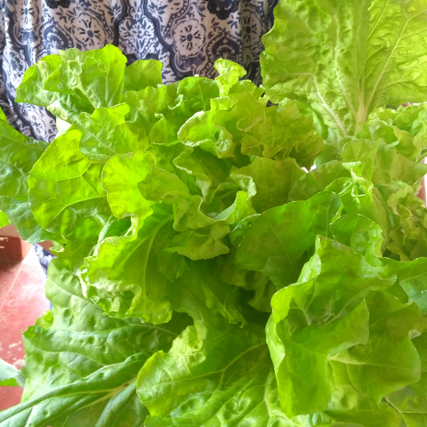 Mustard Greens Tokyo Bekana Seeds
