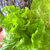 Mustard Greens Tokyo Bekana Seeds