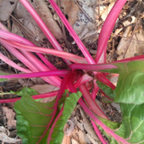 Swiss Chard Rainbow Seeds - OG