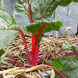 Swiss Chard Rainbow Seeds - OG