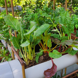 Swiss Chard Rainbow Seeds - OG