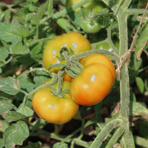 Tomato Madanapalli Seeds - OG