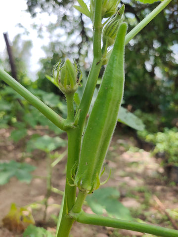 Lady Finger Green (Bhindi) Seeds - OG
