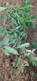 Peas PB-89 Seeds