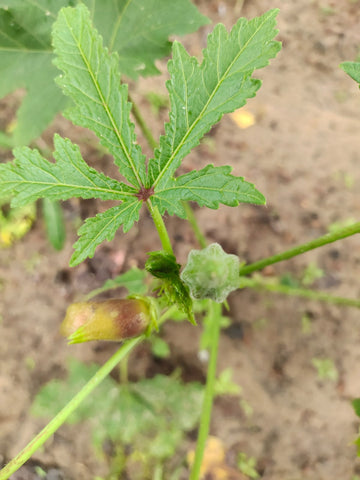 Lady Finger Seven Lines (Bhindi) Seeds