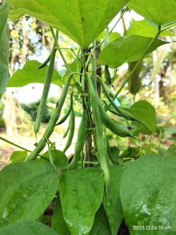Beans Cluster Seeds - OG