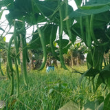 Beans Lattar Seeds