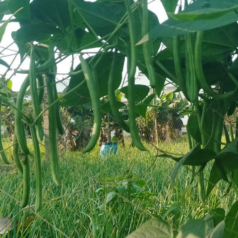 Beans Lattar Seeds