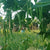 Beans Lattar Seeds