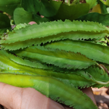 Beans Winged Short Seeds - OG
