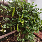 Beans Winged Short Seeds - OG