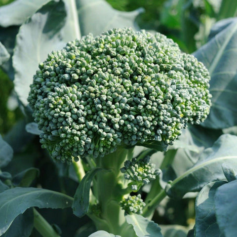 Broccoli Di Cicco Seeds - OG