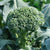 Broccoli Di Cicco Seeds - OG