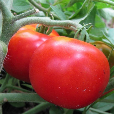 Tomato Homestead Seeds