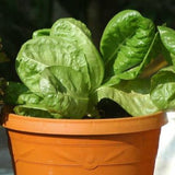Lettuce Little Gem Seeds - OG