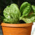 Lettuce Little Gem Seeds - OG