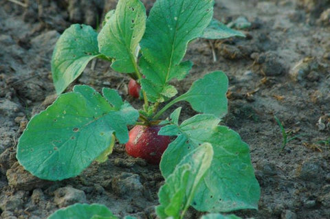 Radish Early Scarlet Globe Seeds - OG - The Seed Store - 2