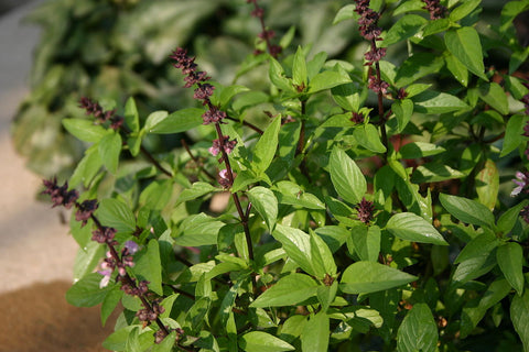 Basil Thai Seeds