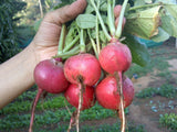 Radish Early Scarlet Globe Seeds - OG - The Seed Store - 1