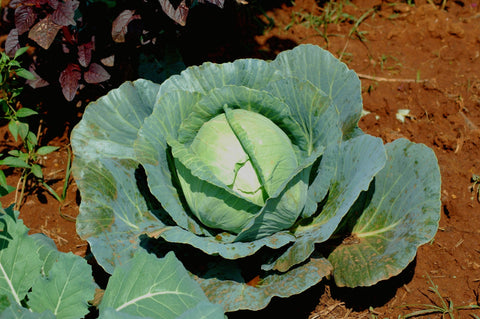 Cabbage Golden Acre Seeds - Organic Seeds