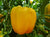 Capsicum Golden Cal Wonder Seeds