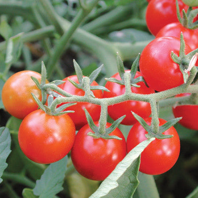Cherry Tomato Large Red Seeds - OG
