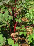 Lady Finger Red (Bhindi) Seeds - OG - The Seed Store - 3