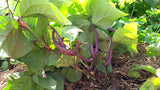 Beans Purple Pod Seeds - OG