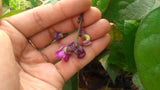Beans Purple Pod Seeds - OG