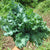 Kale Blue Curled Seeds