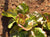 Lettuce Marvel of Four Seasons Seeds - OG - The Seed Store - 1