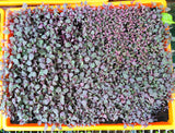 Amaranth Red - Microgreens Seed Pack