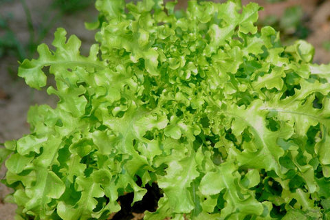 Lettuce Salad Bowl Seeds