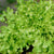 Lettuce Green Salad Bowl Seeds