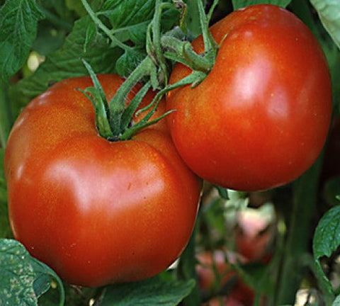Tomato Rutgers VF Seeds - The Seed Store