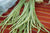 Beans Vaal Long Seeds - The Seed Store