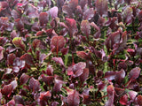 Beetroot Bull's Blood Seeds - OG - The Seed Store - 3