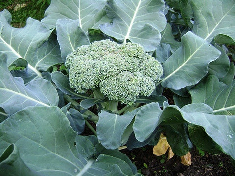 Broccoli Calabrese Early Seeds - The Seed Store