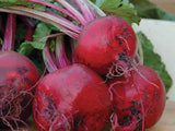Beetroot Bull's Blood Seeds - OG - The Seed Store - 1