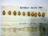 Squash Butternut Seeds - OG - The Seed Store - 4