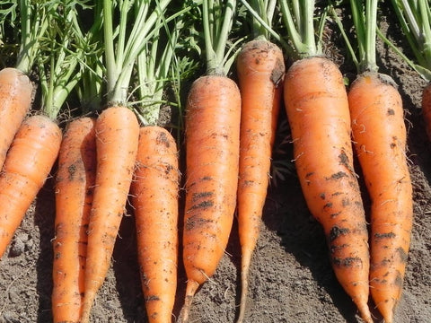 Carrot Nantes Seeds - OG