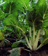 Crucifer vegetable seeds